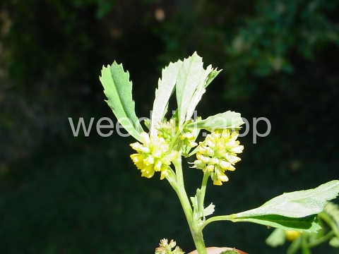 sweetclover, Indian